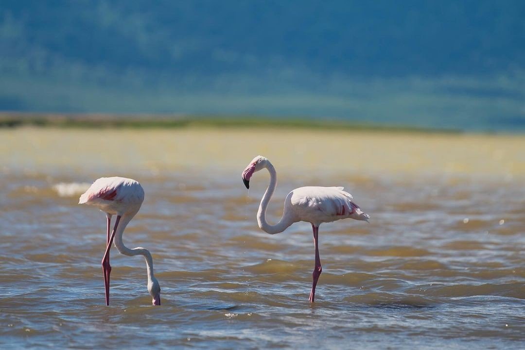 4 Days Zanzibar Safari