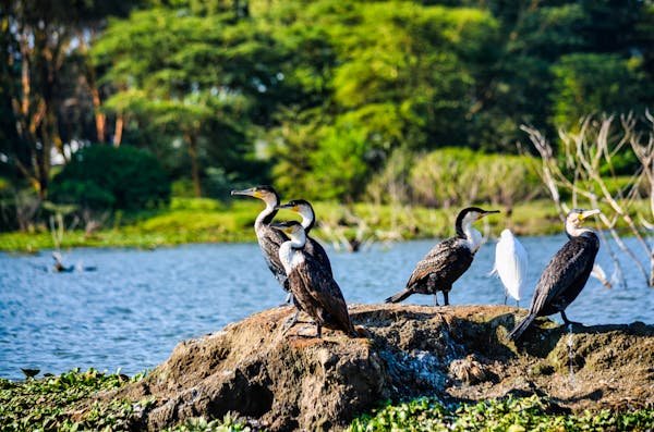 Queen Elizabeth National Park