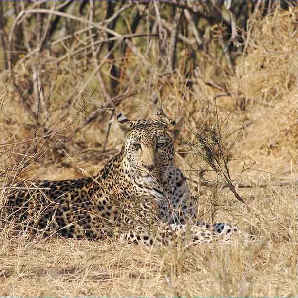 Mikumi National Park Safaris image 1