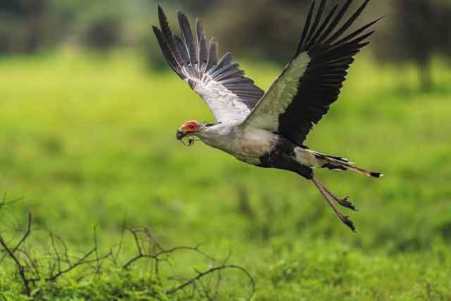 Mikumi National Park Safaris gallery image