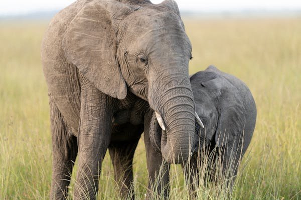 Serengeti day trip Safaris gallery image