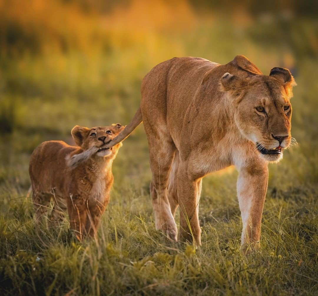 Mikumi National Park Safaris image 1