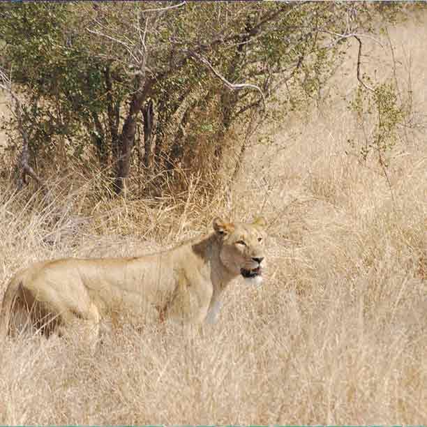 Serengeti day trip Safaris image 1