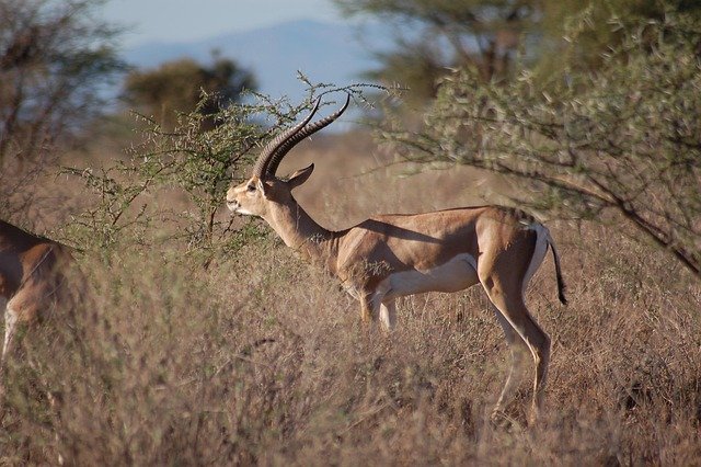 Best Serengeti - Ngorongoro Crater safaris image 1