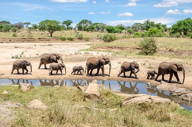 Best Serengeti - Ngorongoro Crater safaris image 1