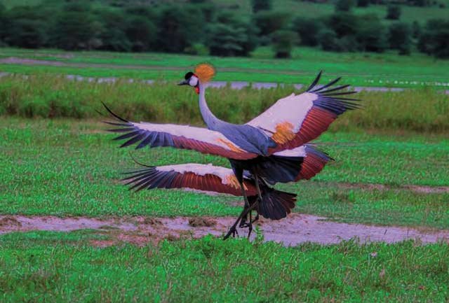 Best Lake Bunyonyi Safari image 1
